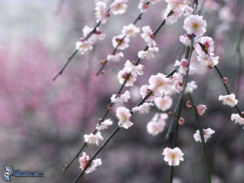 flowering twig