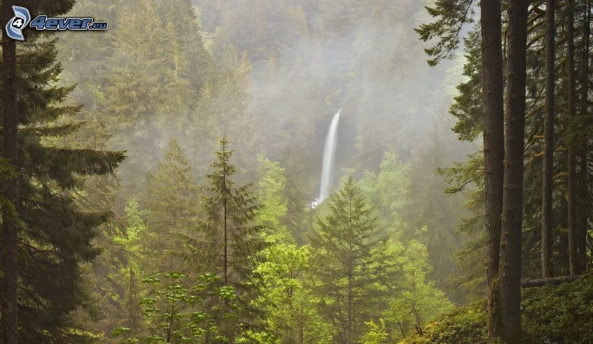 forest, coniferous trees, deciduous trees, waterfall