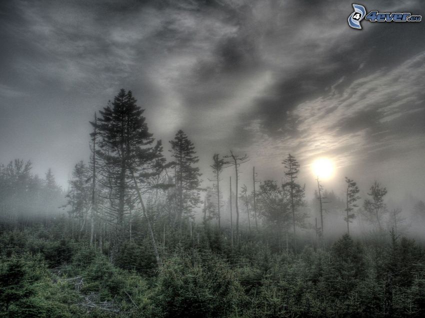 forest, fog, weak sun