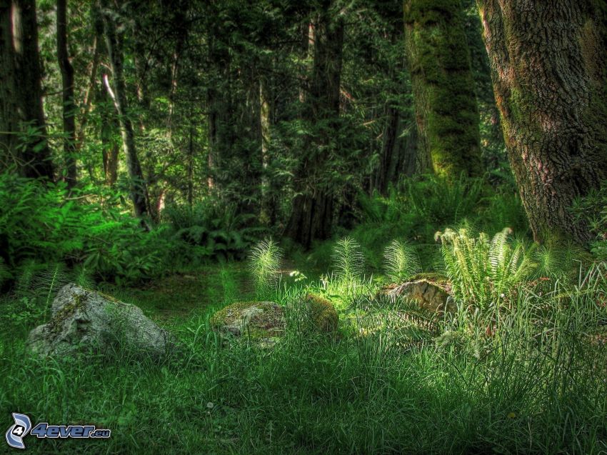 forest, greenery, HDR