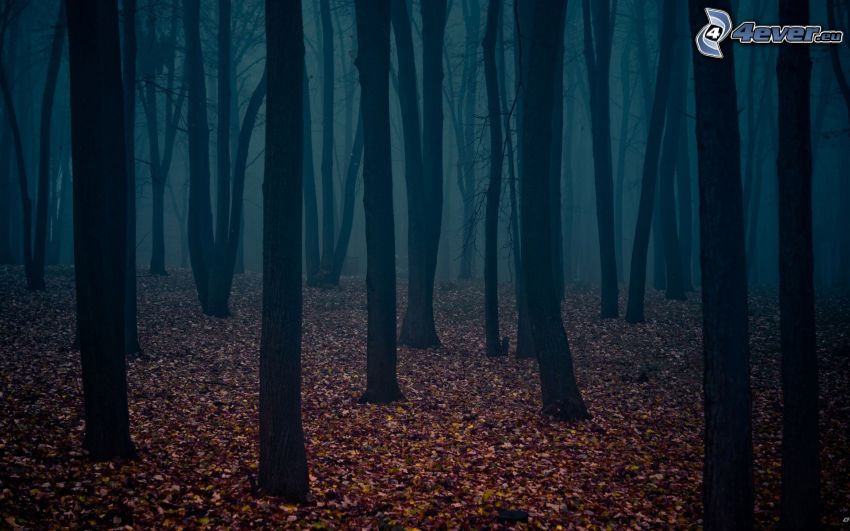 forest, logs, dry leaves