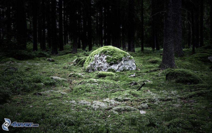 forest, rock, moss