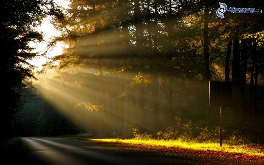 forest, sunbeams, road through forest