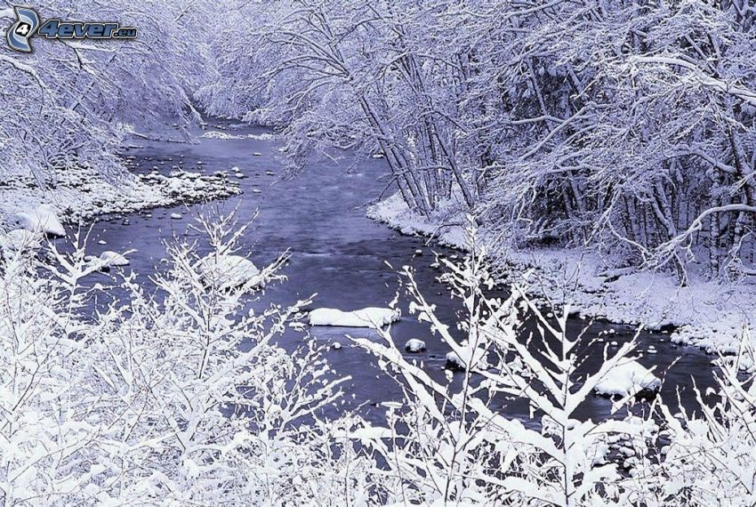 forest creek, snowy trees