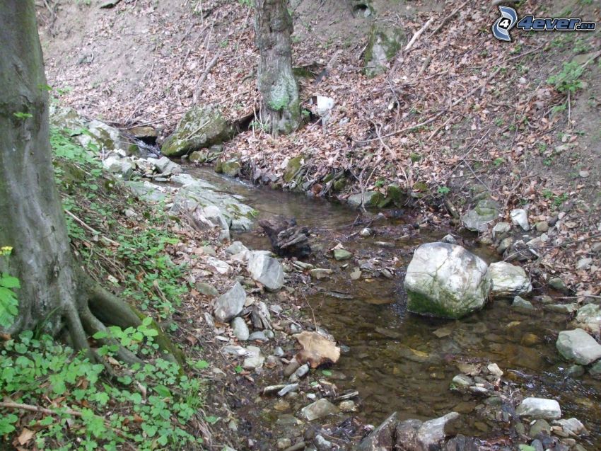 forest creek, tree, stream, dry leaves
