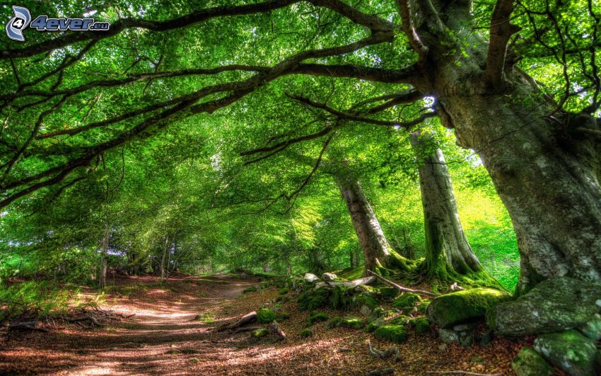 forest path, trees, HDR
