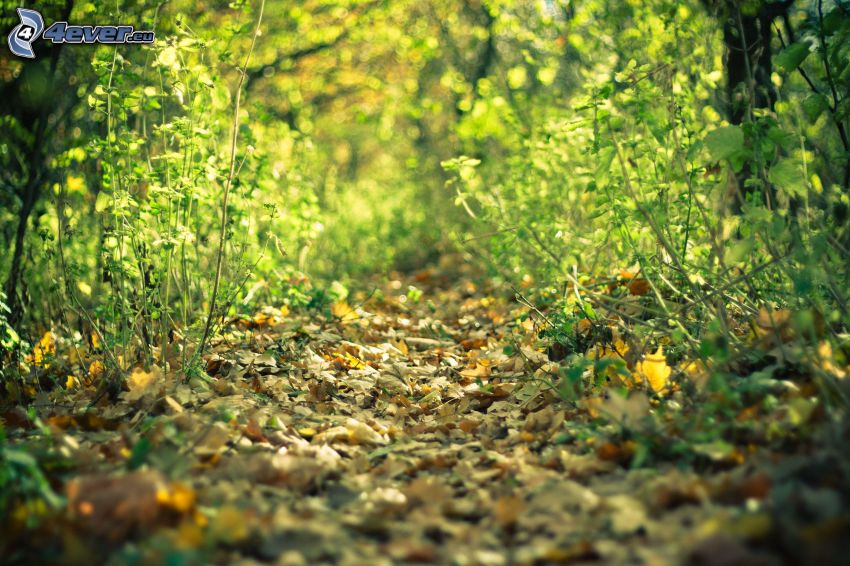 forest road, dry leaves