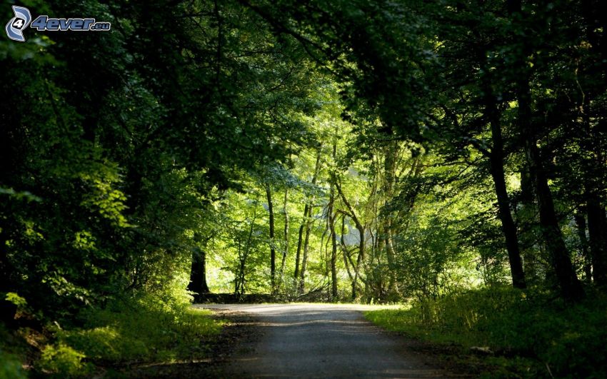 forest road, forest