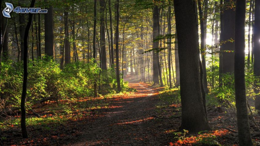 forest road, forest