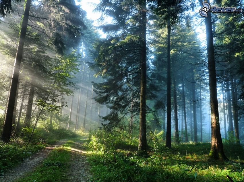 forest road, sunbeams in forest, coniferous forest