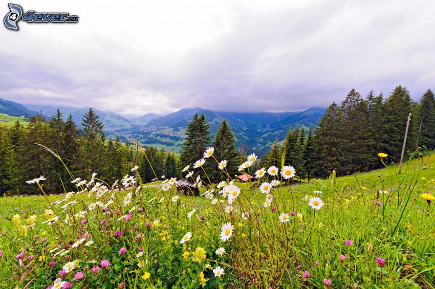 forests and meadows, mountain, daisies