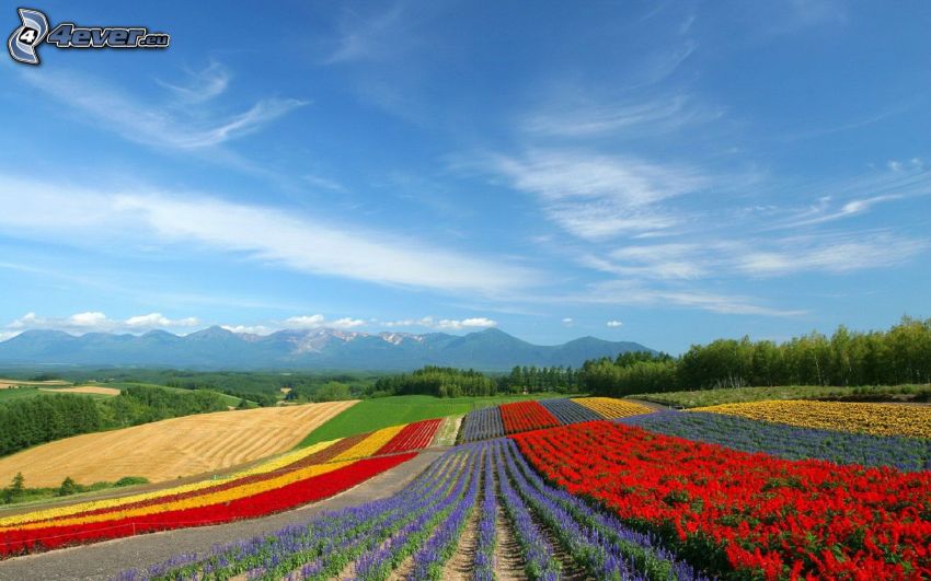 forests and meadows, mountains, colored flowers