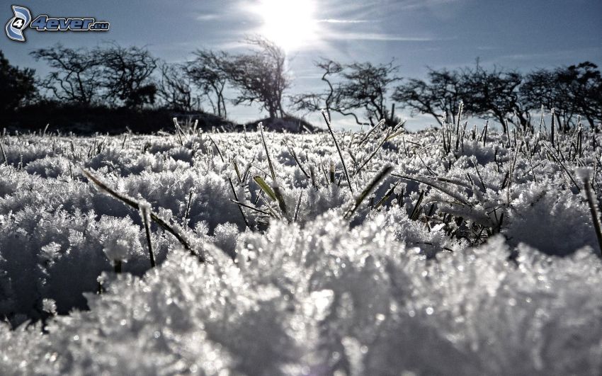 frozen grass, snow, silhouettes of the trees, sun