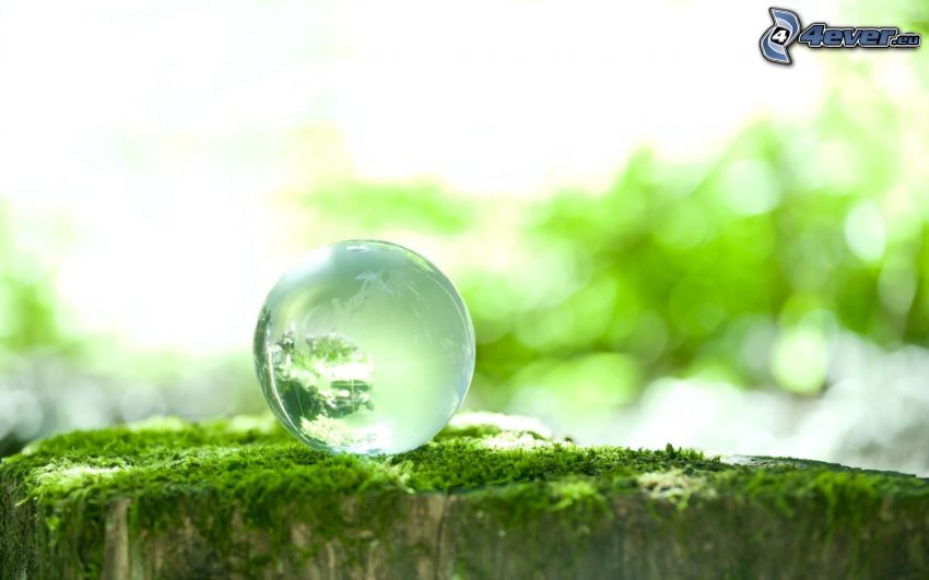 glass ball, greenery