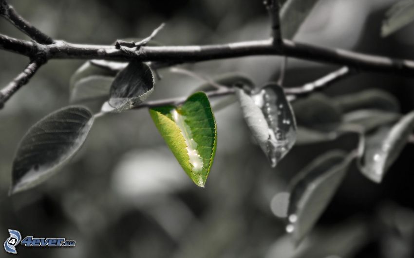 green leaf, branch, leaves
