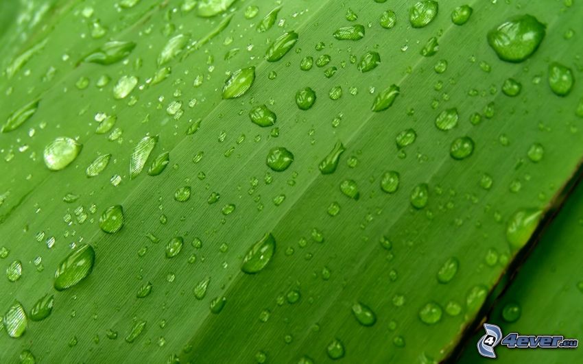 green leaf, drops of rain