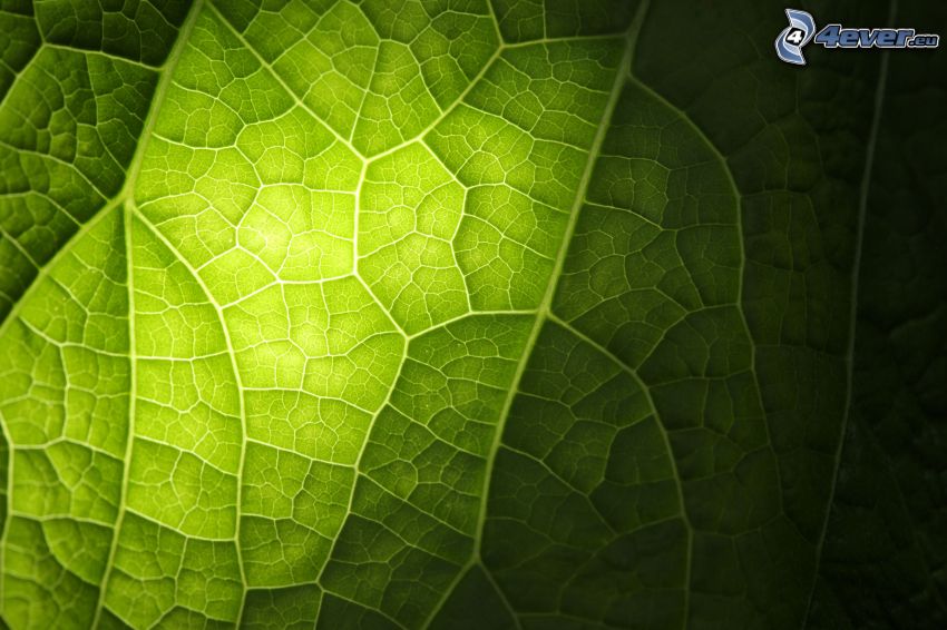 green leaf, macro