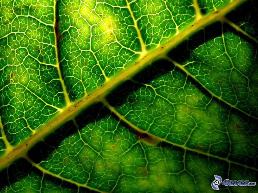 green leaf, macro