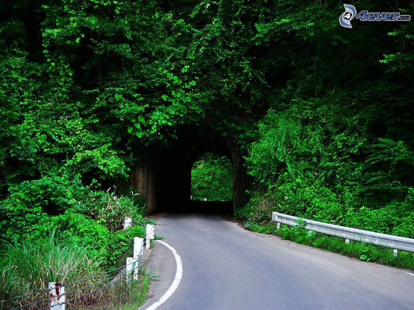 green tunnel, road