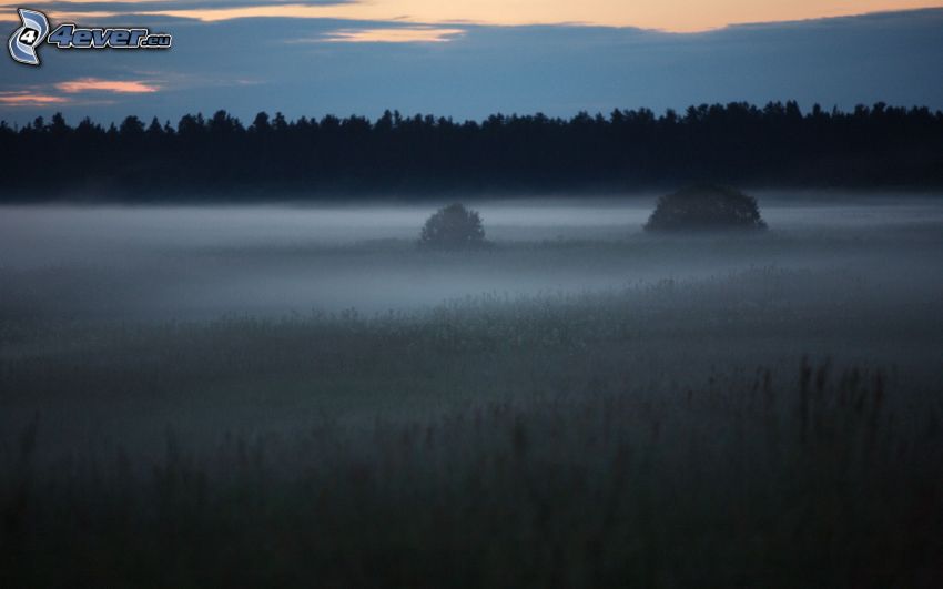 ground fog, meadow, forest