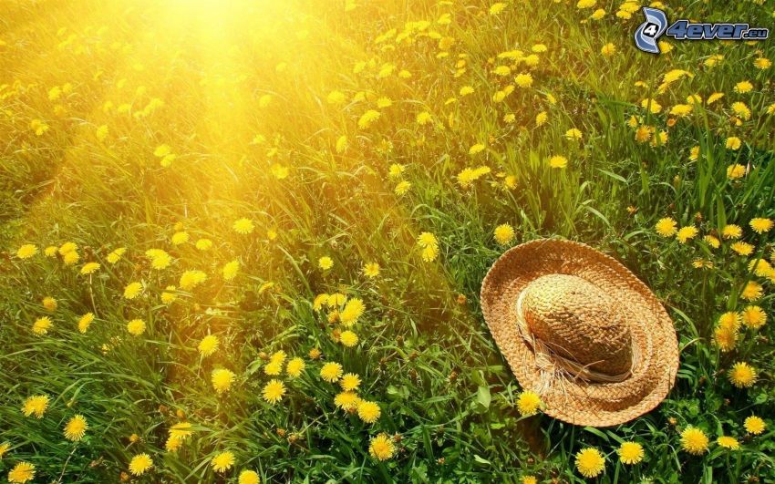 hat, dandelion, grass, sunbeams