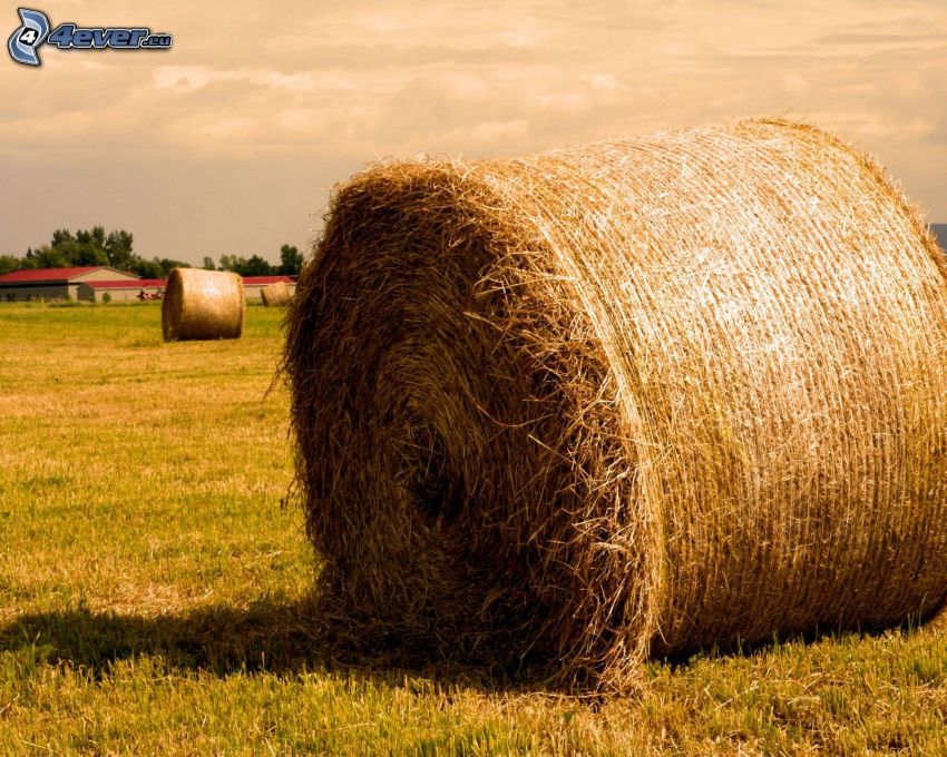 hay after harvest, grass