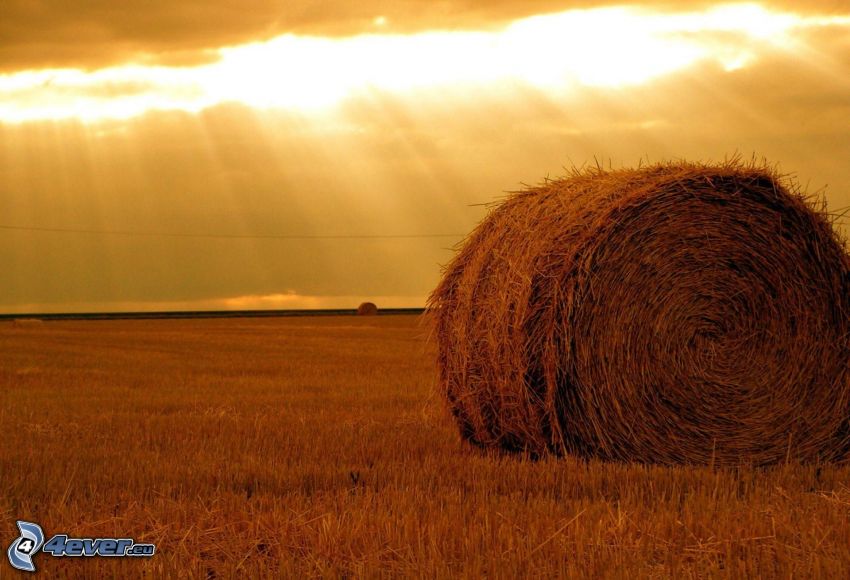 hay after harvest, mown field, sunbeams
