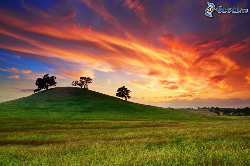 hill, meadow, trees, orange clouds