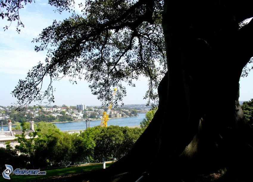 huge tree, branch, view of the city