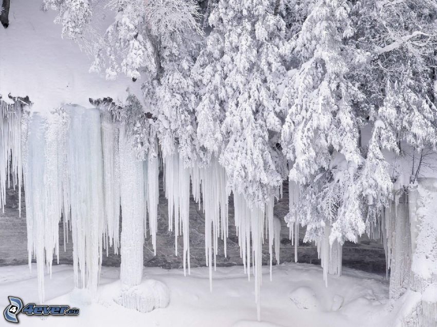 icicles, snowy tree