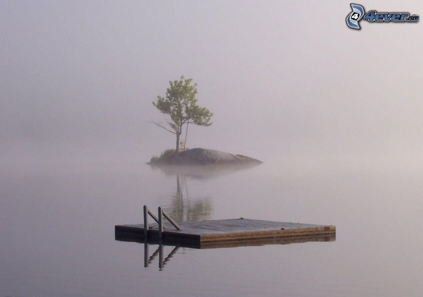 island, tree, wooden pier, water, fog