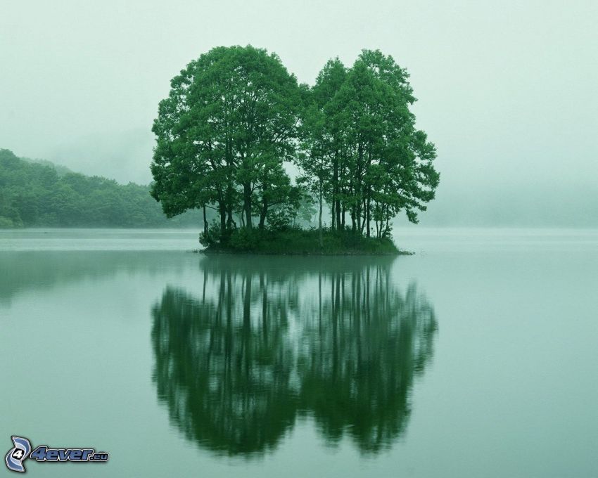 island, trees, lake