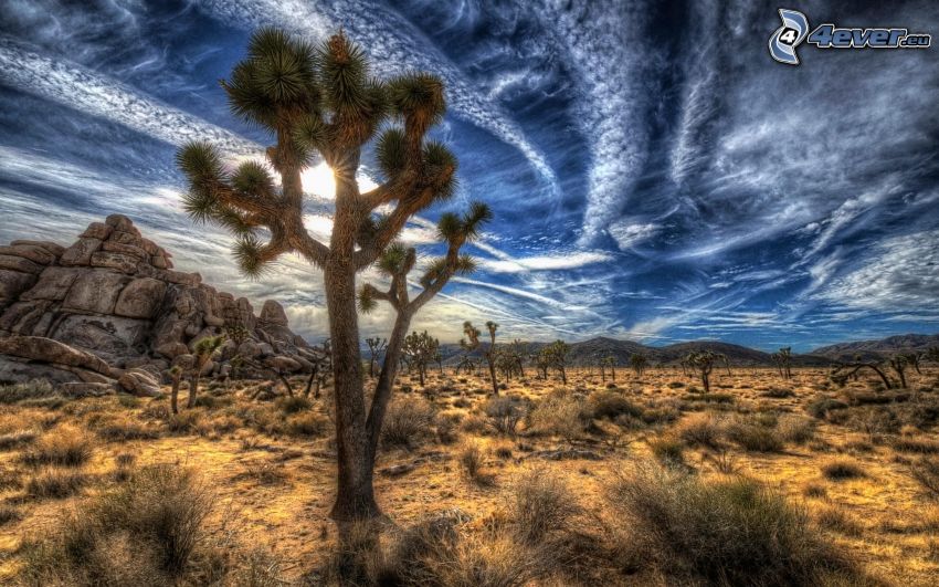 Joshua Tree National Park, trees, clouds, HDR