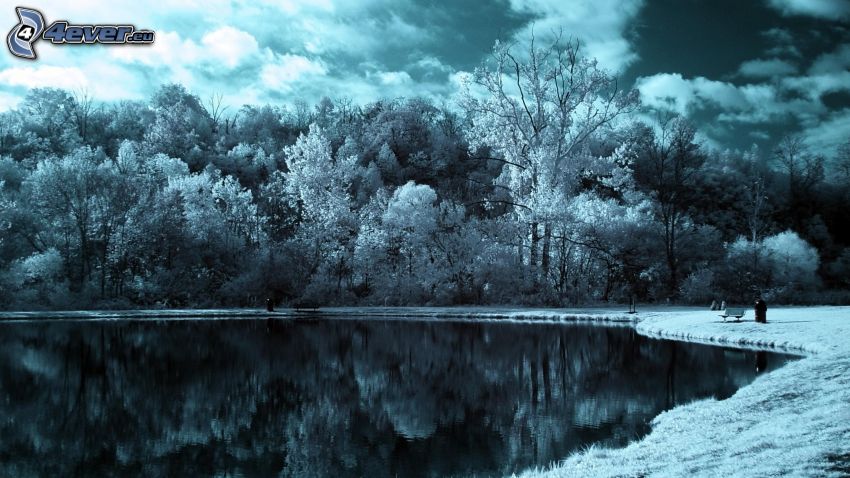 lake, forest, black and white
