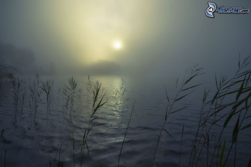 lake, plants, fog, weak sun