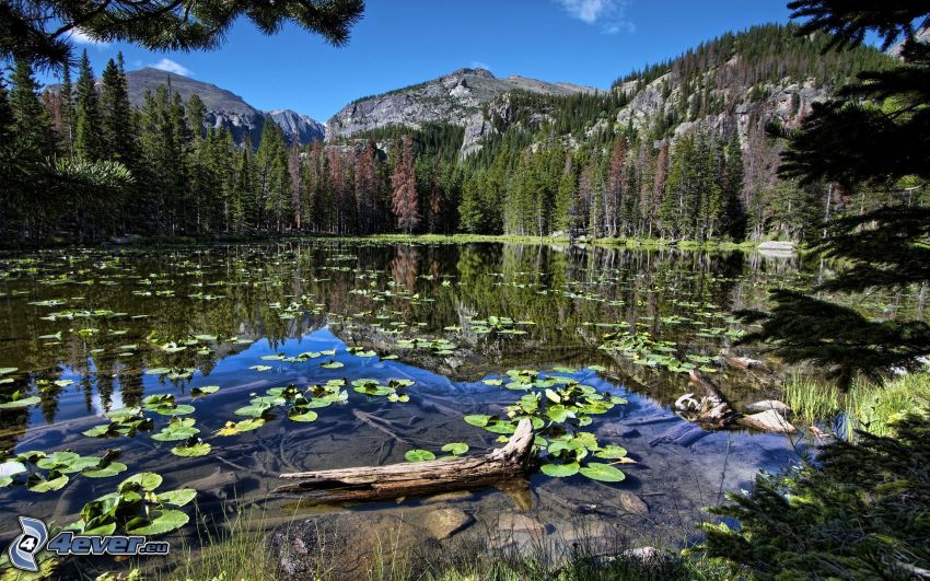 lake, rocky mountains, forest