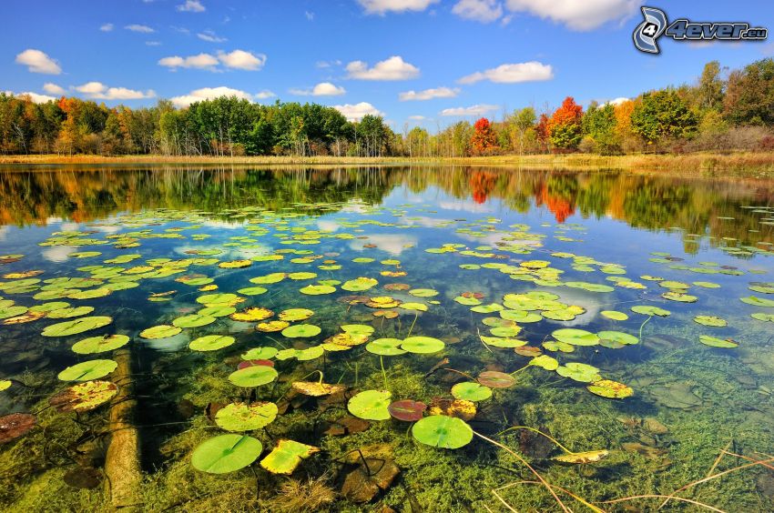 lake, water lilies, colour trees