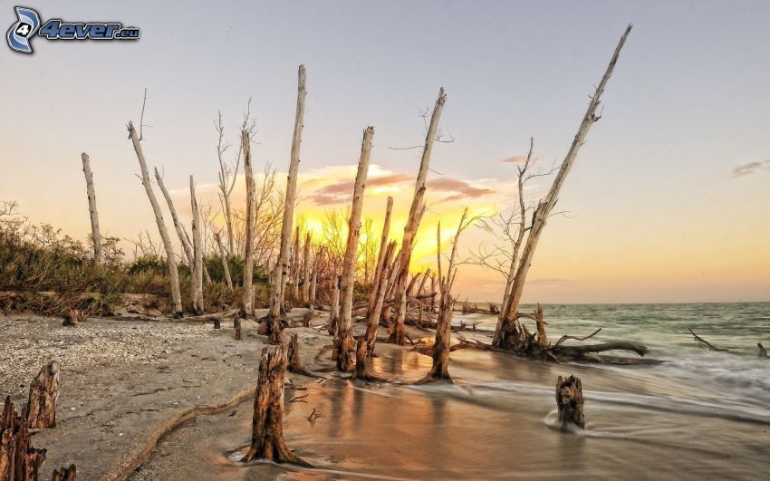 lake, wood, sunrise, HDR