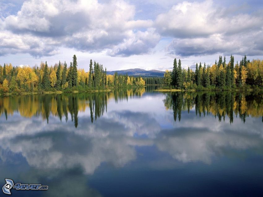 lake in the forest, coniferous forest, clouds, reflection