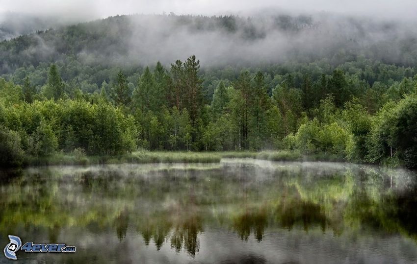 lake in the forest, coniferous forest, clouds