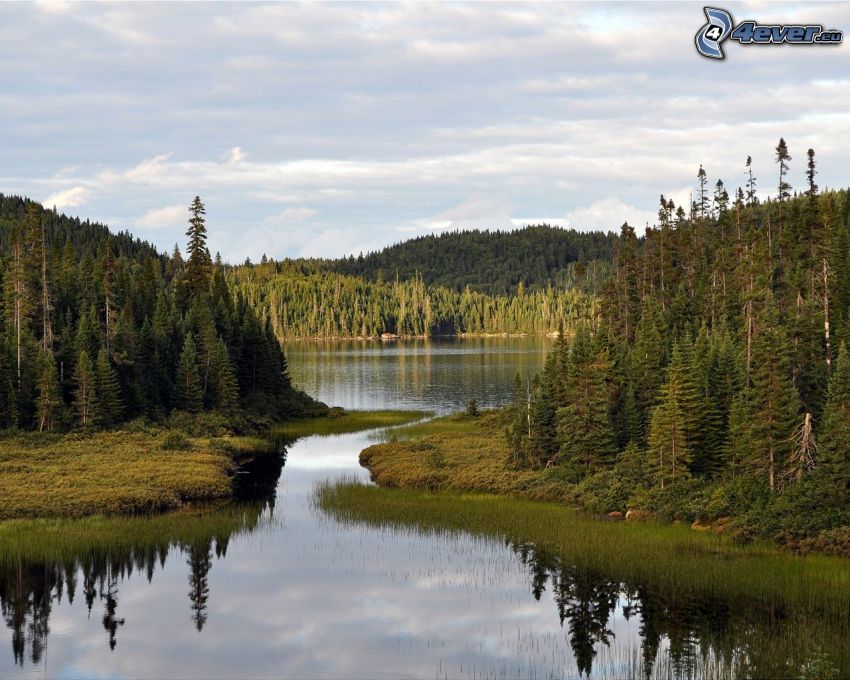 lake in the forest, coniferous trees