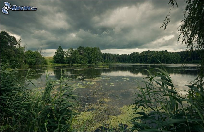 lake in the forest, greenery, clouds