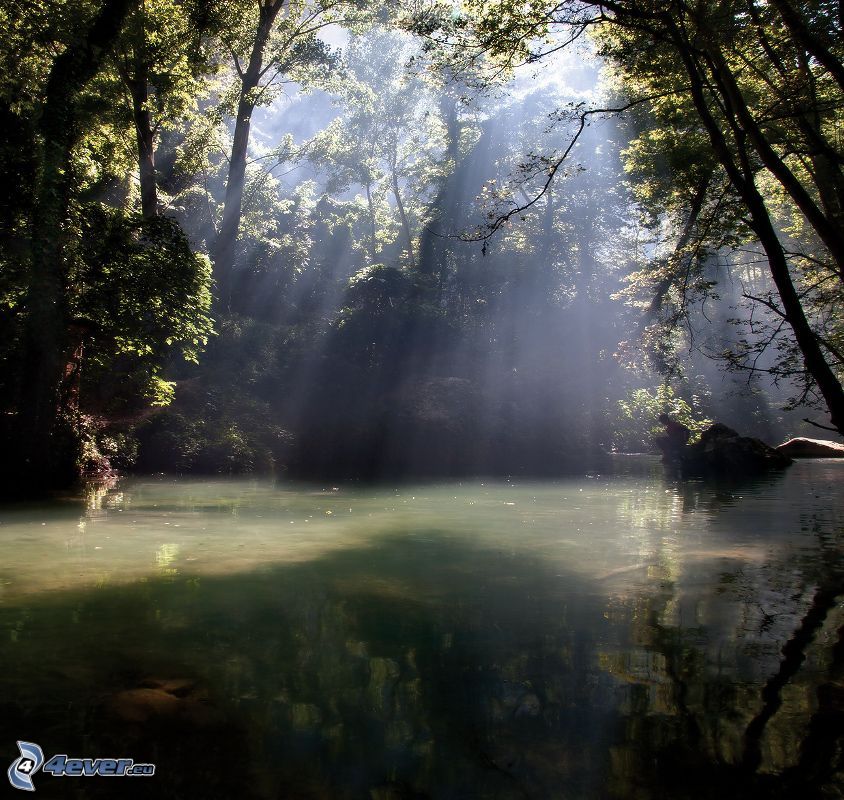 lake in woods, sunbeams in forest