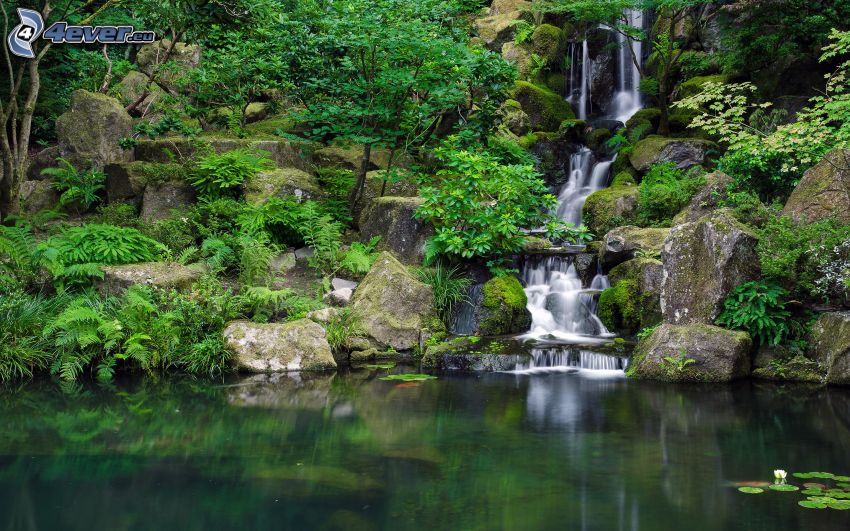 lake in woods, waterfall, greenery, rocks