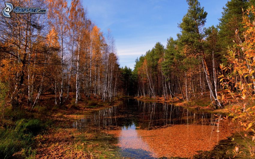 lake in woods, yellow trees