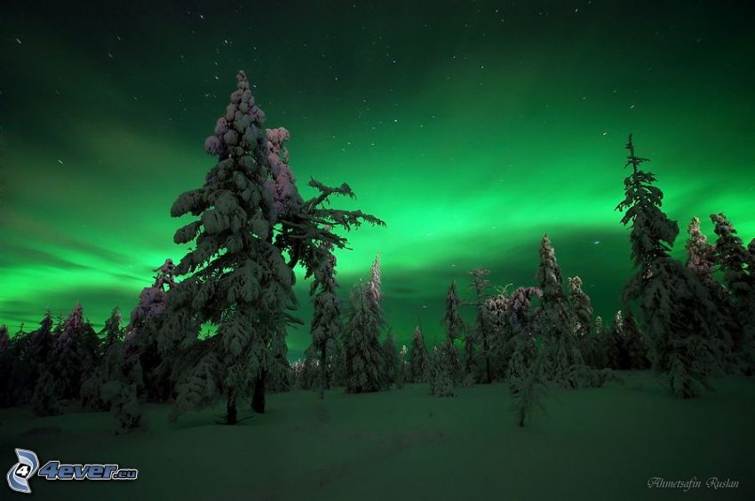 aurora, snowy forest