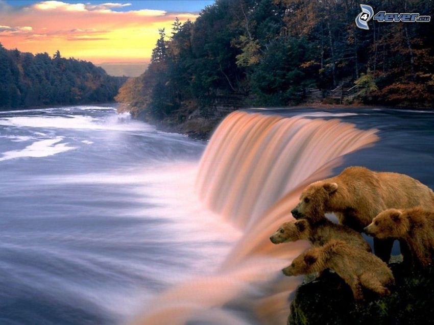 bears over waterfall, River, forest