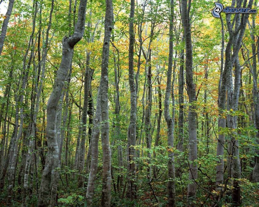 beech forest, deciduous trees
