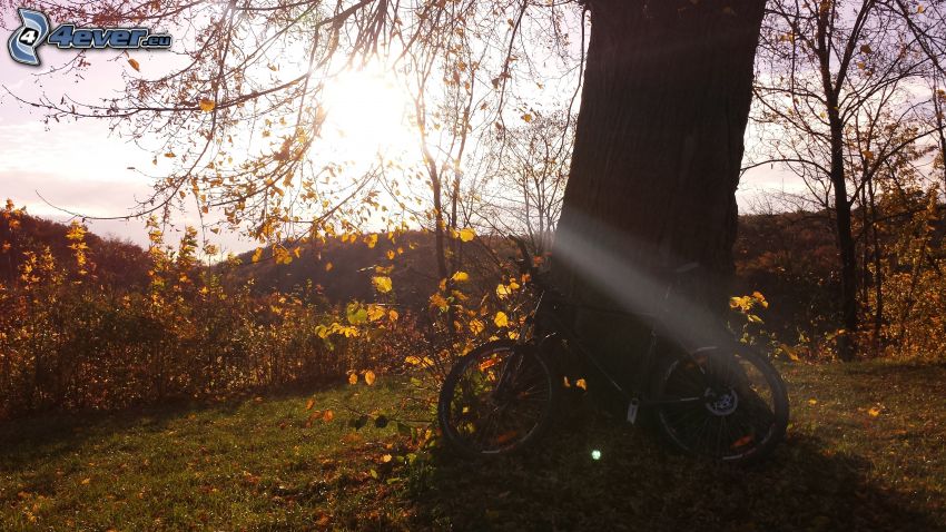 bicycle, sunbeams, tree, bushes