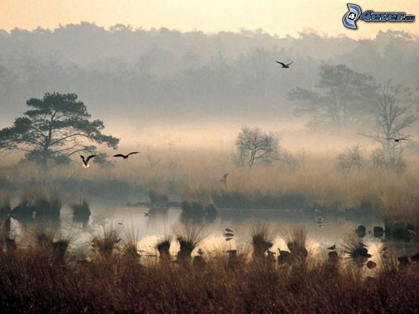 birds, steppe, water, ground fog